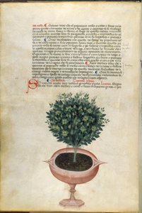 Una planta de albahaca en una maceta, ilustración de la "Hierba de Carrara", Padua, c.1400 (pluma y tinta con oro sobre papel)