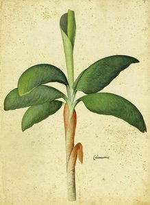 Acorus calamus por Ulisse Aldrovandi de Italian School