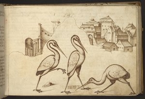 Agregar. 82955, f.107   Ibis (