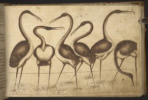 Agregar. 82955, f.110 Aves.   , de Historia Animalium, (que consta de 245 dibujos a pluma y tinta de diferentes especies de animales y criaturas míticas, cada uno acompañado de una descripción).    1595 de Italian School