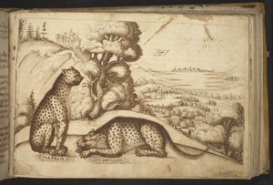 Agregar. 82955, f.176 Leopardos (