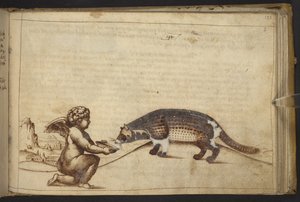 Agregar. 82955, f.193   Querubín y una criatura.  , de Historia Animalium, (que consta de 245 dibujos a pluma y tinta de diferentes especies de animales y criaturas míticas, cada uno acompañado de una descripción).    1595 de Italian School