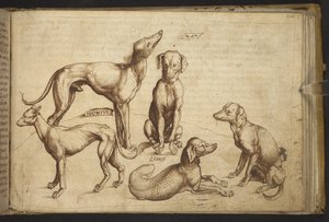 Agregar. 82955, f.206 Perros de diferentes razas (