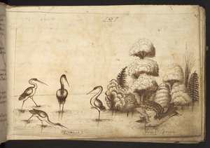 Agregar. 82955, f.26 Aves zancudas (