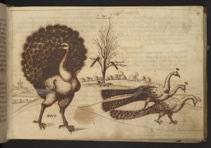 Agregar. 82955, f.53 Pavos reales (