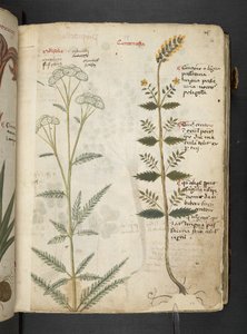 Añadir MS 41623 "A herbal", Belluno (tinta y color sobre vitela) de Italian School