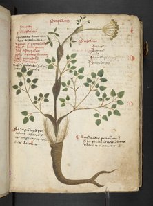 Añadir MS 41623 "A herbal", Belluno (tinta y color sobre vitela)