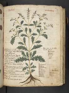 Añadir MS 41623 "A herbal", Belluno (tinta y color sobre vitela) de Italian School