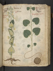 Añadir MS 41623 "A herbal", Belluno (tinta y color sobre vitela) de Italian School