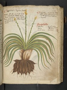 Añadir MS 41623 "A herbal", Belluno (tinta y color sobre vitela) de Italian School