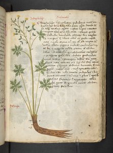 Añadir MS 41623 "A herbal", Belluno (tinta y color sobre vitela) de Italian School