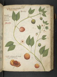 Añadir MS 41623 "A herbal", Belluno (tinta y color sobre vitela)