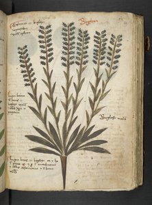 Añadir MS 41623 "A herbal", Belluno (tinta y color sobre vitela) de Italian School