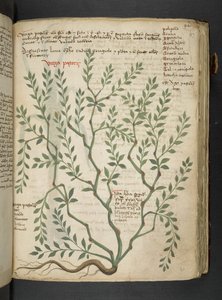 Añadir MS 41623 "A herbal", Belluno (tinta y color sobre vitela) de Italian School
