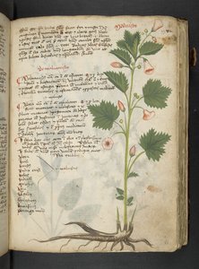 Añadir MS 41623 "A herbal", Belluno (tinta y color sobre vitela)