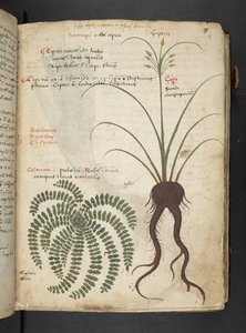 Añadir MS 41623 "A herbal", Belluno (tinta y color sobre vitela) de Italian School