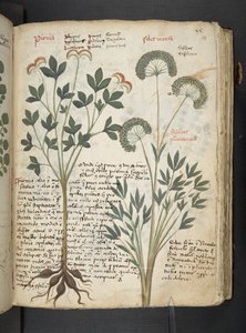 Añadir MS 41623 "A herbal", Belluno (tinta y color sobre vitela) de Italian School