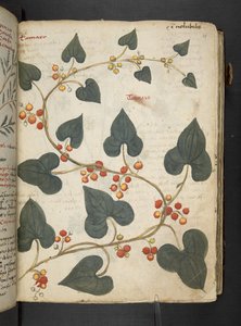 Añadir MS 41623 "A herbal", Belluno (tinta y color sobre vitela) de Italian School
