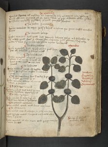 Añadir MS 41623 "A herbal", Belluno (tinta y color sobre vitela) de Italian School