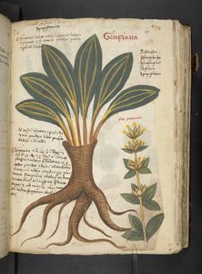 Añadir MS 41623 "A herbal", Belluno (tinta y color sobre vitela) de Italian School