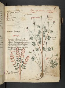 Añadir MS 41623 "A herbal", Belluno (tinta y color sobre vitela) de Italian School