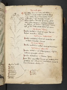 Añadir MS 41623 "A herbal", Belluno (tinta y color sobre vitela)