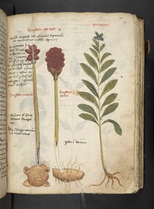 Añadir MS 41623 "A herbal", Belluno (tinta y color sobre vitela) de Italian School