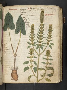 Añadir MS 41623 "A herbal", Belluno (tinta y color sobre vitela) de Italian School
