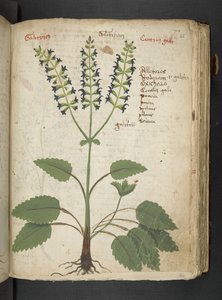 Añadir MS 41623 "A herbal", Belluno (tinta y color sobre vitela) de Italian School