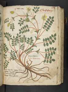 Añadir MS 41623 "A herbal", Belluno (tinta y color sobre vitela) de Italian School
