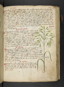 Añadir MS 41623 "A herbal", Belluno (tinta y color sobre vitela) de Italian School
