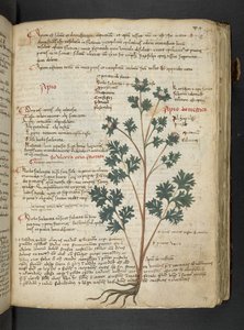 Añadir MS 41623 "A herbal", Belluno (tinta y color sobre vitela) de Italian School