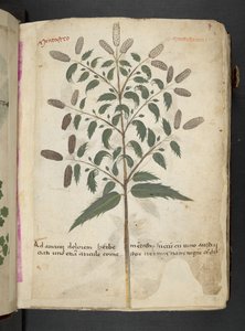 Añadir MS 41623 "A herbal", Belluno (tinta y color sobre vitela) de Italian School