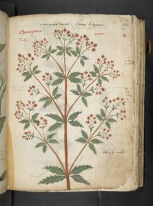 Añadir MS 41623 "A herbal", Belluno (tinta y color sobre vitela) de Italian School