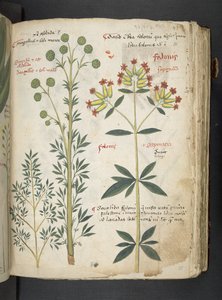 Añadir MS 41623 "A herbal", Belluno (tinta y color sobre vitela) de Italian School
