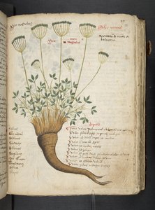 Añadir MS 41623 "A herbal", Belluno (tinta y color sobre vitela) de Italian School