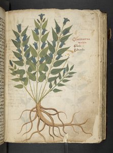 Añadir MS 41623 "A herbal", Belluno (tinta y color sobre vitela) de Italian School