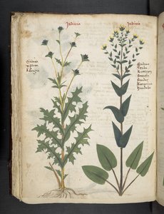 Añadir MS 41623 "A herbal", Belluno (tinta y color sobre vitela) de Italian School