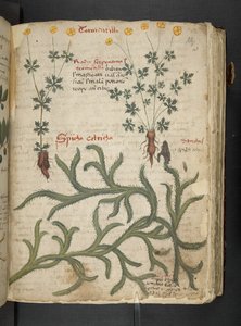 Añadir MS 41623 "A herbal", Belluno (tinta y color sobre vitela) de Italian School