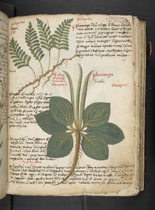 Añadir MS 41623 "A herbal", Belluno (tinta y color sobre vitela)
