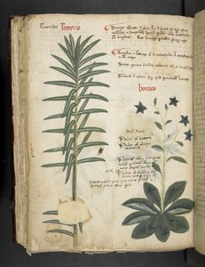 Añadir MS 41623 Boraxo (o "Borage") de "A herbal", Belluno (tinta y color sobre vitela) de Italian School