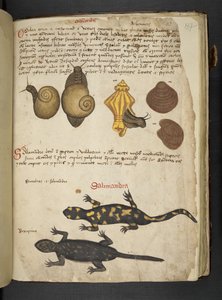 Añadir MS 41623 Chiocciole y Salamandra, de "A herbal", Belluno (tinta y color sobre vitela)