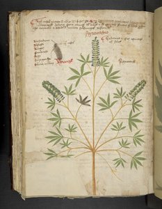 Añadir MS 41623 f.101v "A herbal", Belluno (tinta y color sobre vitela) de Italian School