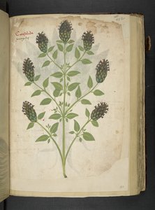 Añadir MS 41623 f.103r Consolida, de "A herbal", Belluno (tinta y color sobre vitela) de Italian School