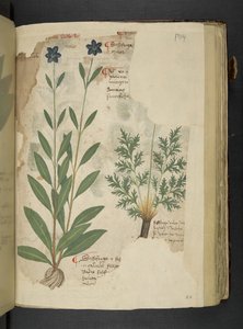 Añadir MS 41623 f.104r Sassifraga, de "A herbal", Belluno (tinta y color sobre vitela) de Italian School