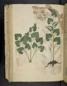 Añadir MS 41623 f.104v Anthurium, de "A herbal", Belluno (tinta y color sobre vitela) de Italian School