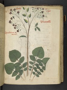 Añadir MS 41623 f.110r "Una hierba", Belluno (tinta y color sobre vitela) de Italian School