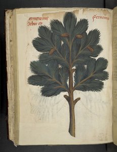 Añadir MS 41623 f.111v Pino, de una "hierba A", Belluno (tinta y color sobre vitela) de Italian School