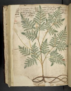 Añadir MS 41623 f.114v "A herbal", Belluno (tinta y color sobre vitela) de Italian School