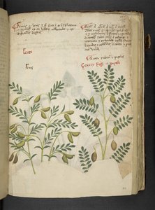 Añadir MS 41623 f.116r "A herbal", Belluno (tinta y color sobre vitela) de Italian School